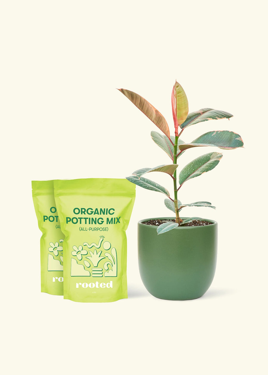 Medium Ruby Rubber Tree (Ficus elastica 'Ruby') in a green rounded pot and two bag of soil.