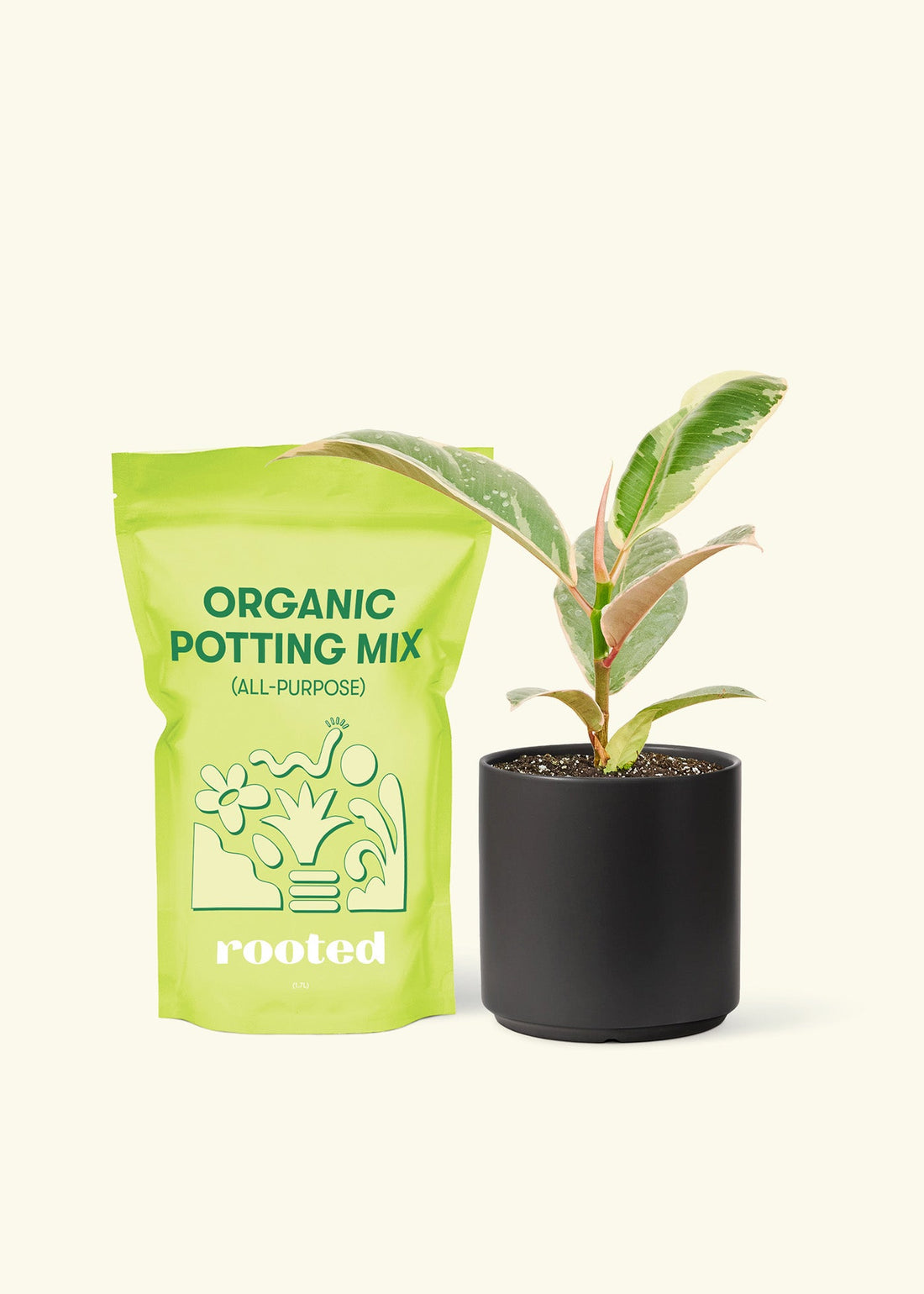 Small Anthurium &
