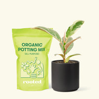 Small Anthurium 'Red Flamingo' in a black cylinder pot and a bag of soil.