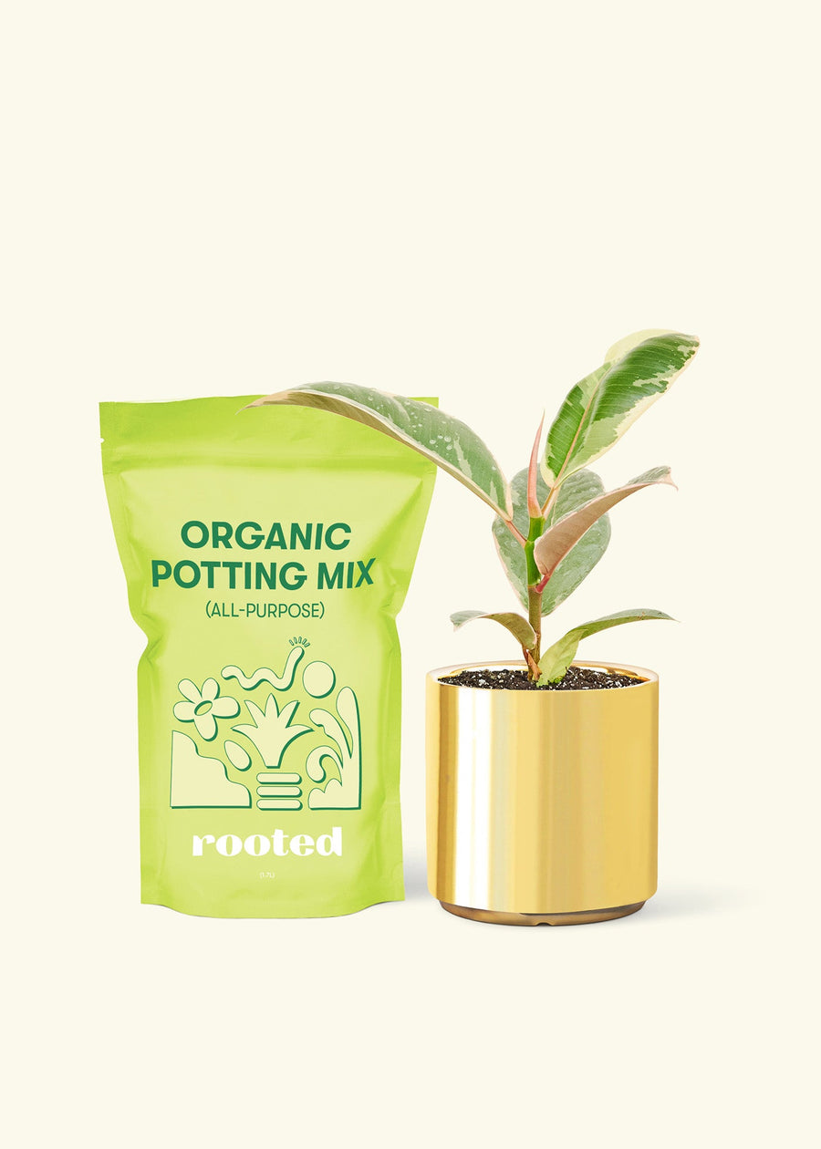 Small Anthurium 'Red Flamingo' in a gold cylinder pot and a bag of soil.