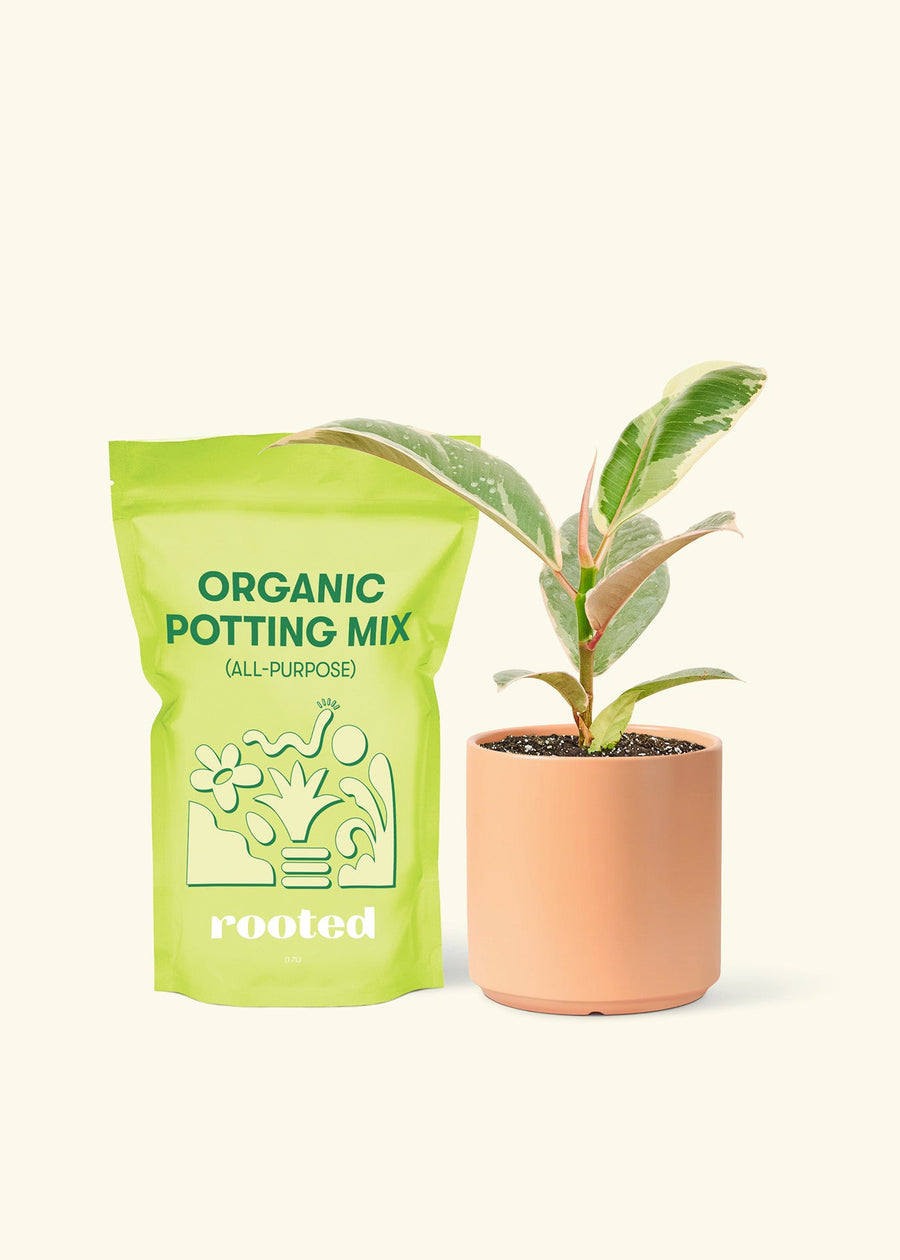 Small Anthurium 'Red Flamingo' in a peach cylinder pot and a bag of soil.
