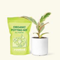 Small Anthurium 'Red Flamingo' in a white cylinder pot and a bag of soil.