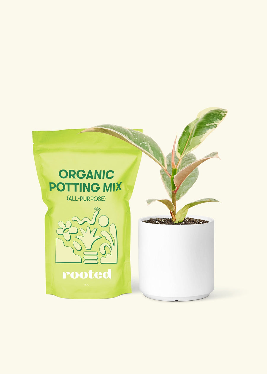 Small Anthurium 'Red Flamingo' in a white cylinder pot and a bag of soil.