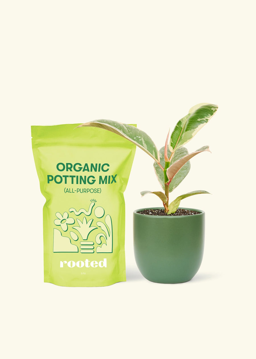 Small Anthurium 'Red Flamingo' in a green rounded pot and a bag of soil.