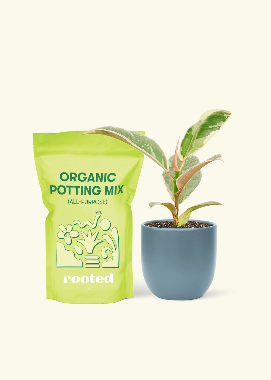 Small Anthurium 'Red Flamingo' in a indigo rounded pot and a bag of soil.