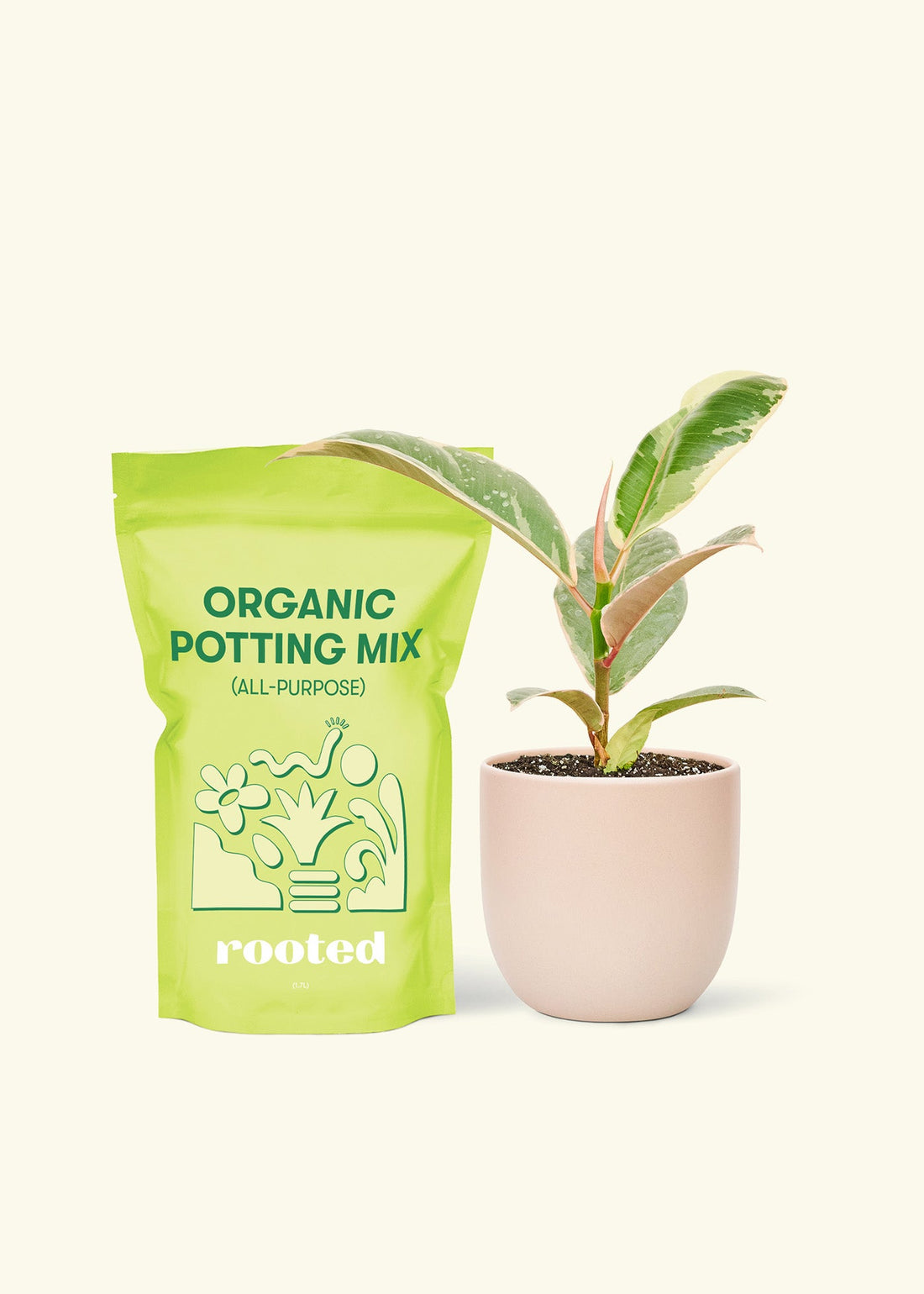 Small Anthurium &