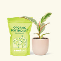 Small Anthurium 'Red Flamingo' in a pink rounded pot and a bag of soil.