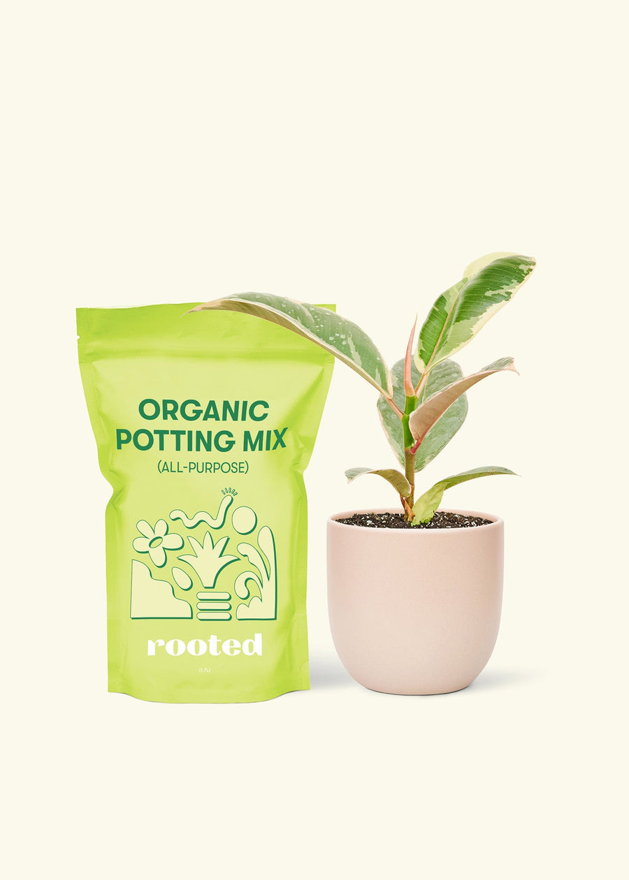 Small Anthurium 'Red Flamingo' in a pink rounded pot and a bag of soil.