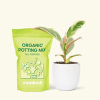 Small Anthurium 'Red Flamingo' in a white rounded pot and a bag of soil.