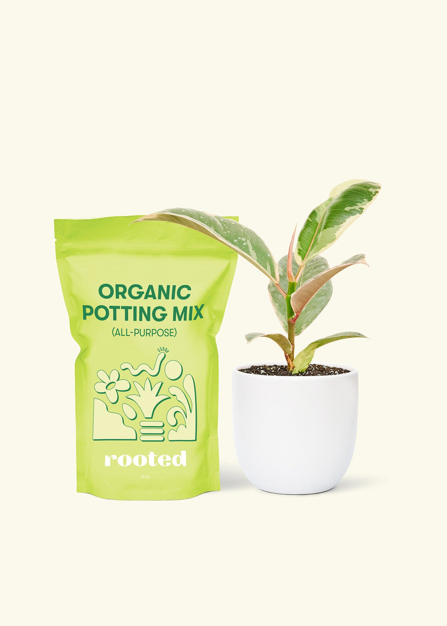Small Anthurium 'Red Flamingo' in a white rounded pot and a bag of soil.