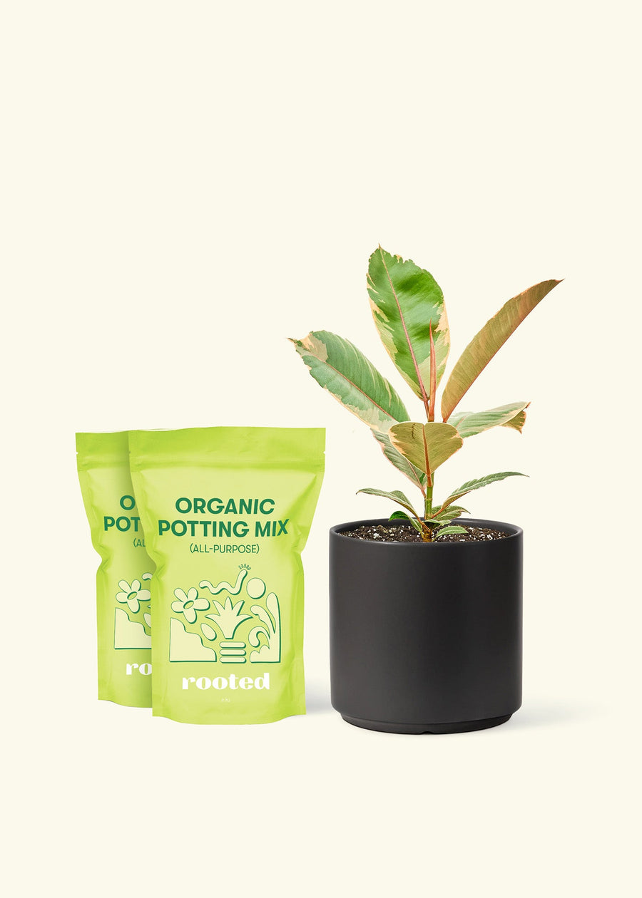 Medium Ficus 'Tineke' (Ficus elastica 'Tineke') in a black cylinder pot and two bags of soil.