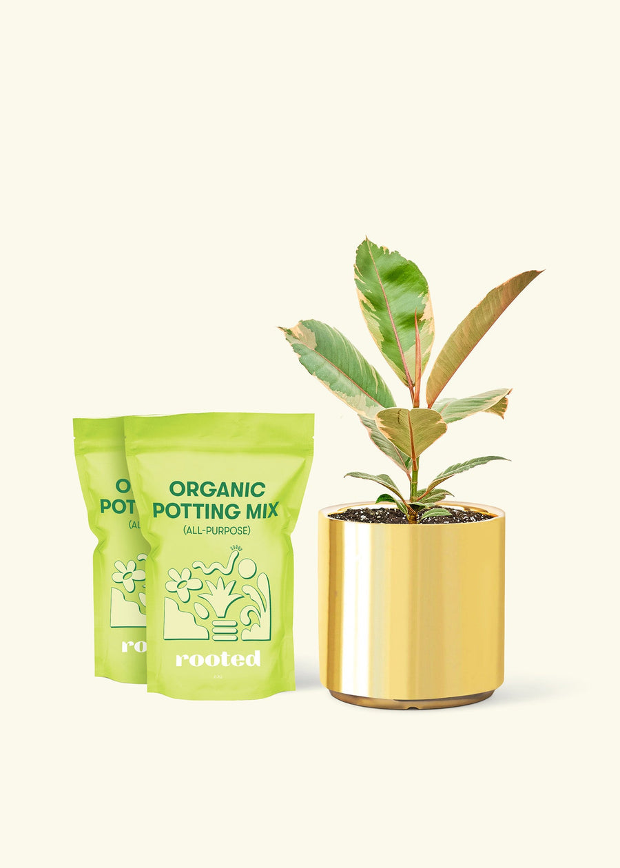 Medium Ficus 'Tineke' (Ficus elastica 'Tineke') in a gold cylinder pot and two bags of soil.