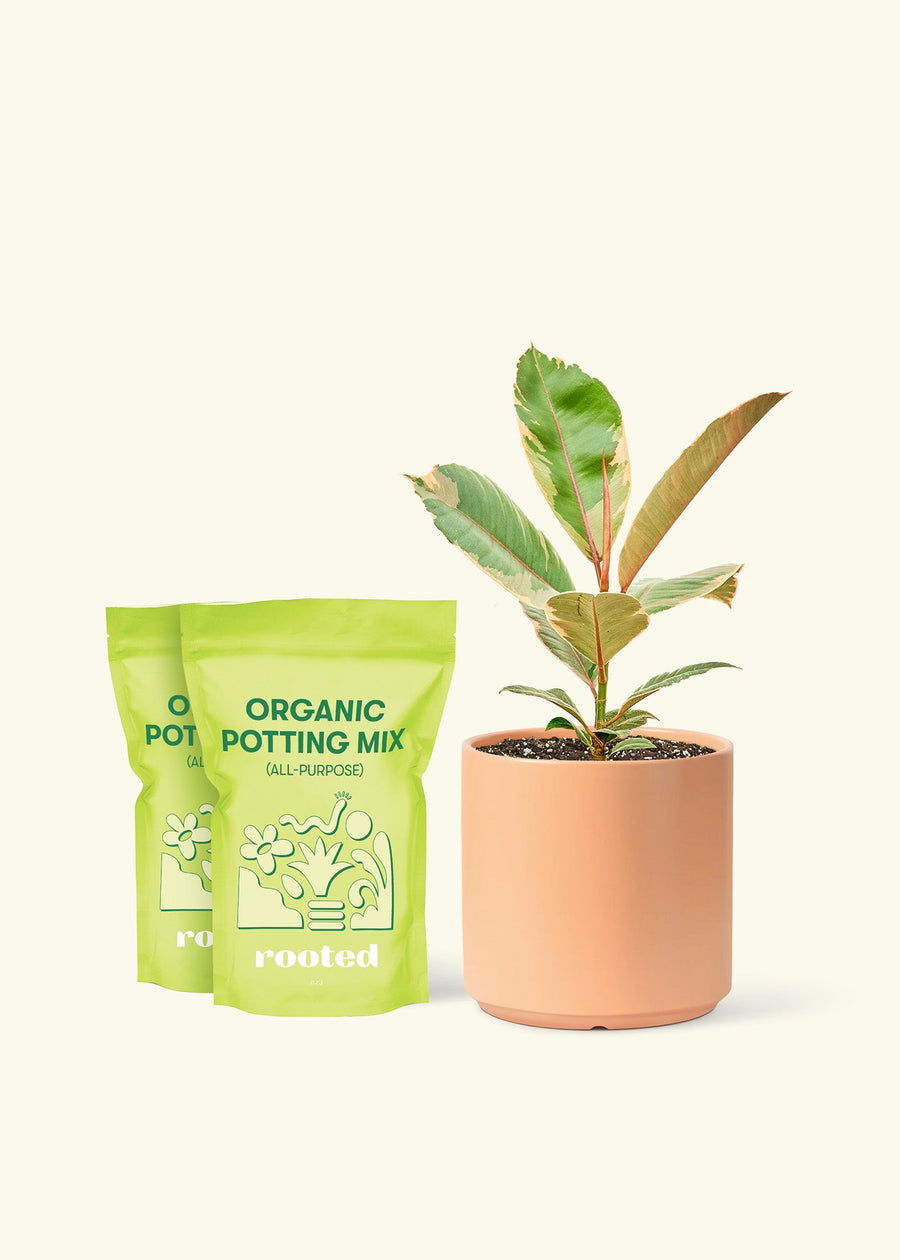 Medium Ficus 'Tineke' (Ficus elastica 'Tineke') in a peach cylinder pot and two bags of soil.