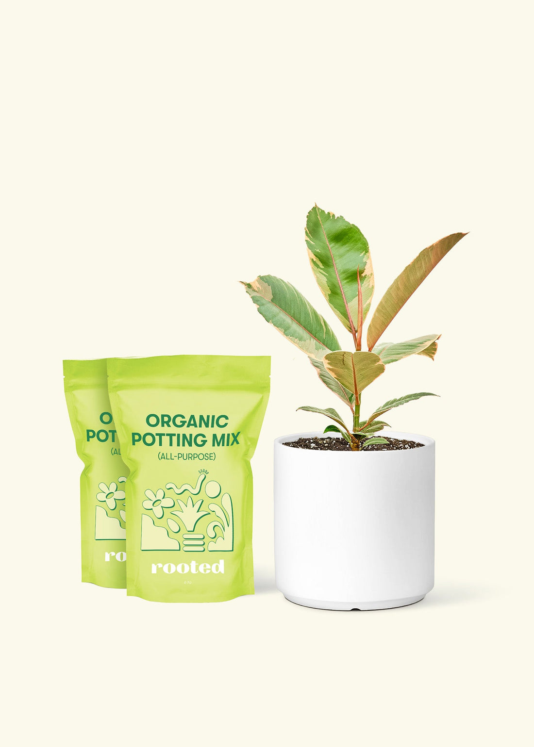 Medium Ficus &