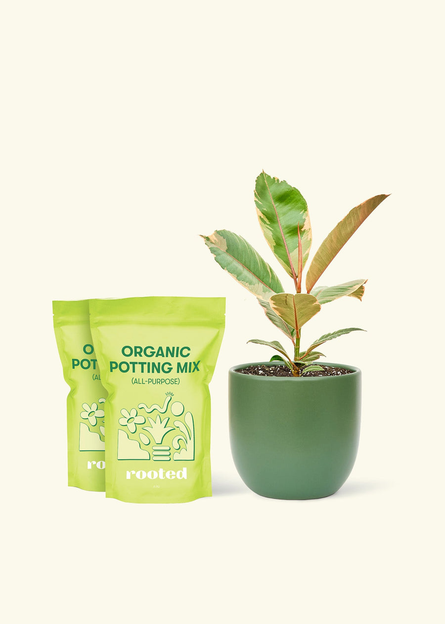 Medium Ficus 'Tineke' (Ficus elastica 'Tineke') in a green rounded pot and two bags of soil.