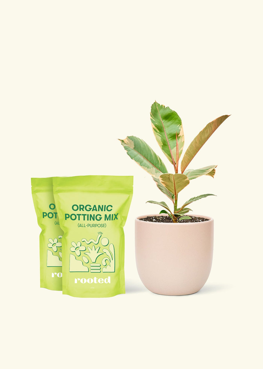 Medium Ficus 'Tineke' (Ficus elastica 'Tineke') in a pink rounded pot and two bags of soil.