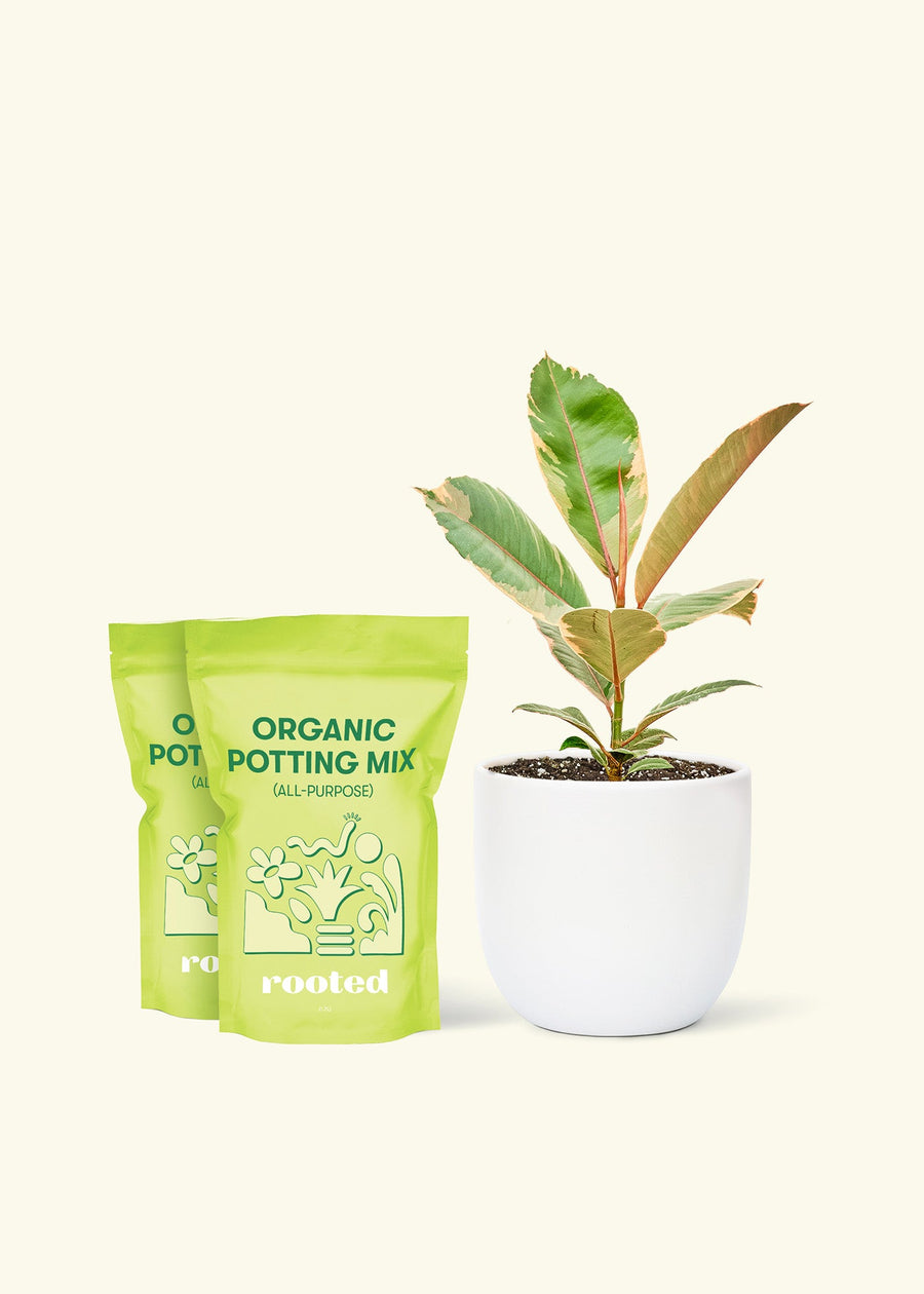 Medium Ficus 'Tineke' (Ficus elastica 'Tineke') in a white rounded pot and two bags of soil.