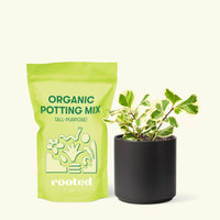 Small Variegated Triangle Ficus (Ficus triangularis 'Variegata') in a black cylinder pot and a bag of soil.