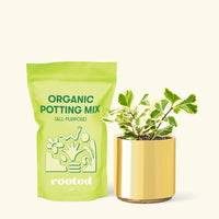 Small Variegated Triangle Ficus (Ficus triangularis 'Variegata') in a gold cylinder pot and a bag of soil.