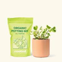 Small Variegated Triangle Ficus (Ficus triangularis 'Variegata') in a peach cylinder pot and a bag of soil.