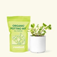 Small Variegated Triangle Ficus (Ficus triangularis 'Variegata') in a white cylinder pot and a bag of soil.