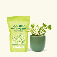 Small Variegated Triangle Ficus (Ficus triangularis 'Variegata') in a green rounded pot and a bag of soil.