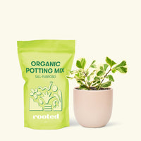 Small Variegated Triangle Ficus (Ficus triangularis 'Variegata') in a pink rounded pot and a bag of soil.