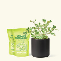 Medium Variegated Triangle Ficus (Ficus triangularis 'Variegata') in a black cylinder pot and two bag of soil.