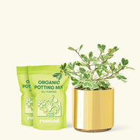Medium Variegated Triangle Ficus (Ficus triangularis 'Variegata') in a gold cylinder pot and two bag of soil.