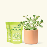 Medium Variegated Triangle Ficus (Ficus triangularis 'Variegata') in a peach cylinder pot and two bag of soil.