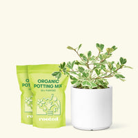 Medium Variegated Triangle Ficus (Ficus triangularis 'Variegata') in a white cylinder pot and two bag of soil.