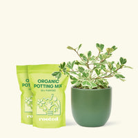 Medium Variegated Triangle Ficus (Ficus triangularis 'Variegata') in a green rounded pot and two bag of soil.
