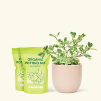 Medium Variegated Triangle Ficus (Ficus triangularis 'Variegata') in a pink rounded pot and two bag of soil.