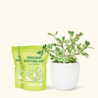 Medium Variegated Triangle Ficus (Ficus triangularis 'Variegata') in a white rounded pot and two bag of soil.