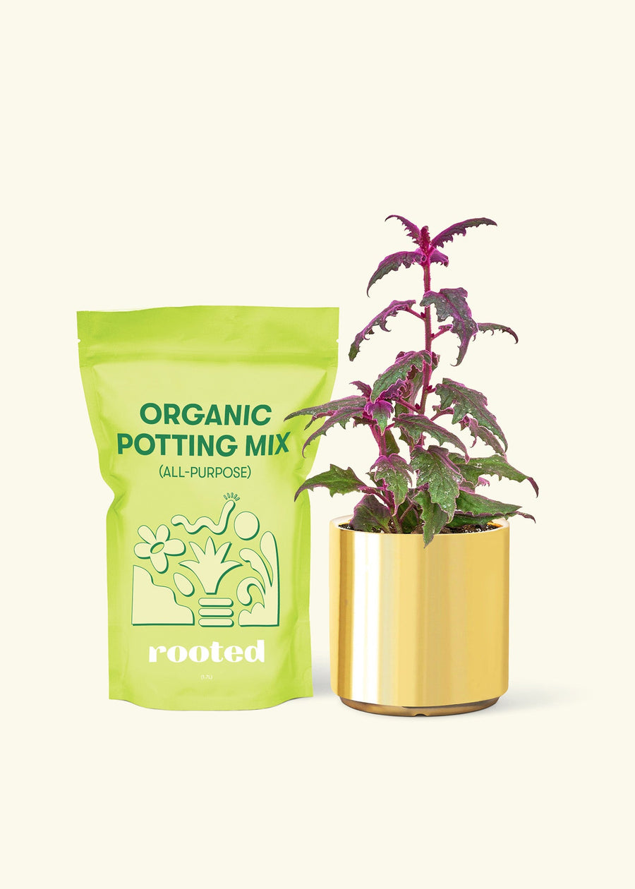 Small Purple Passion Plant (Gynura aurantiaca) in a gold cylinder pot and a bag of soil.
