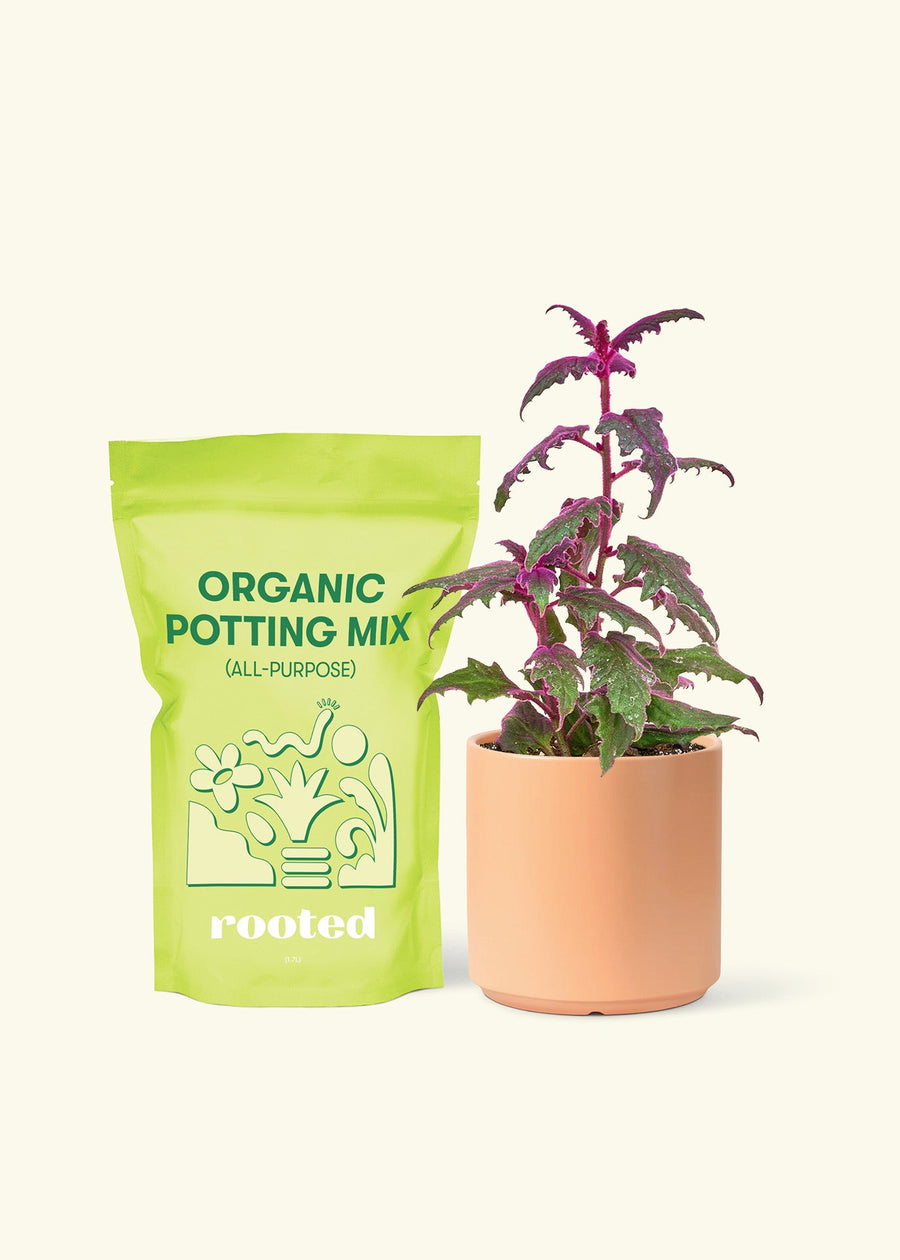 Small Purple Passion Plant (Gynura aurantiaca) in a peach cylinder pot and a bag of soil.