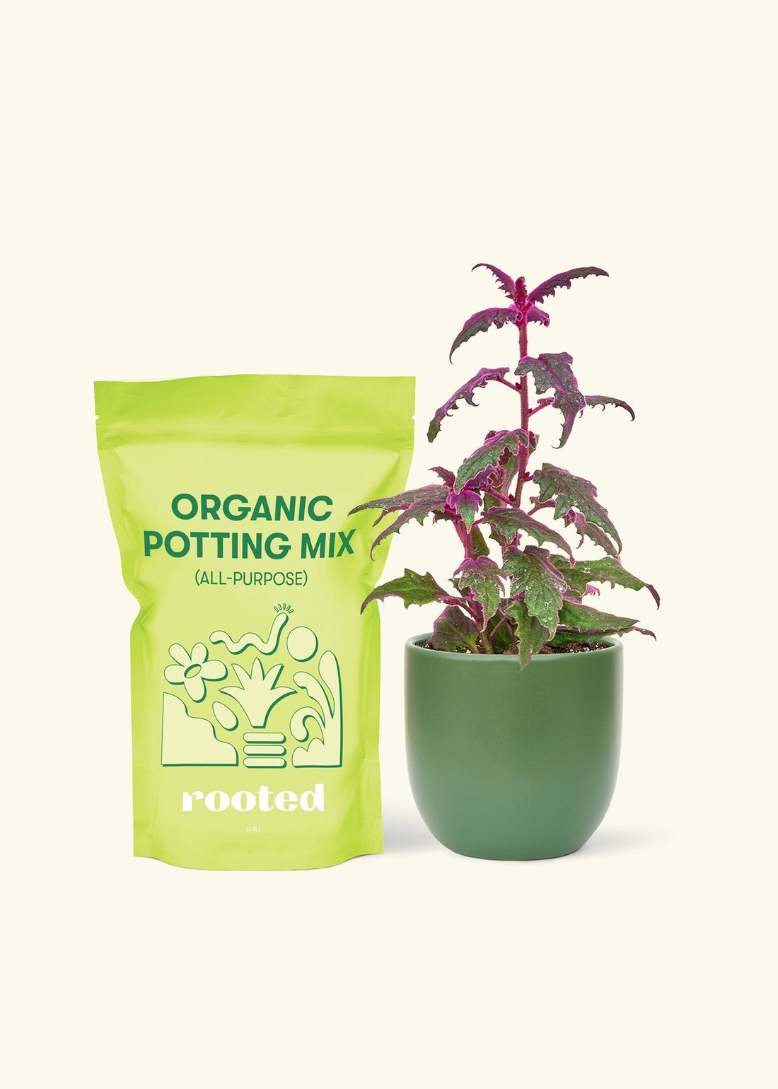 Small Purple Passion Plant (Gynura aurantiaca) in a green rounded pot and a bag of soil.