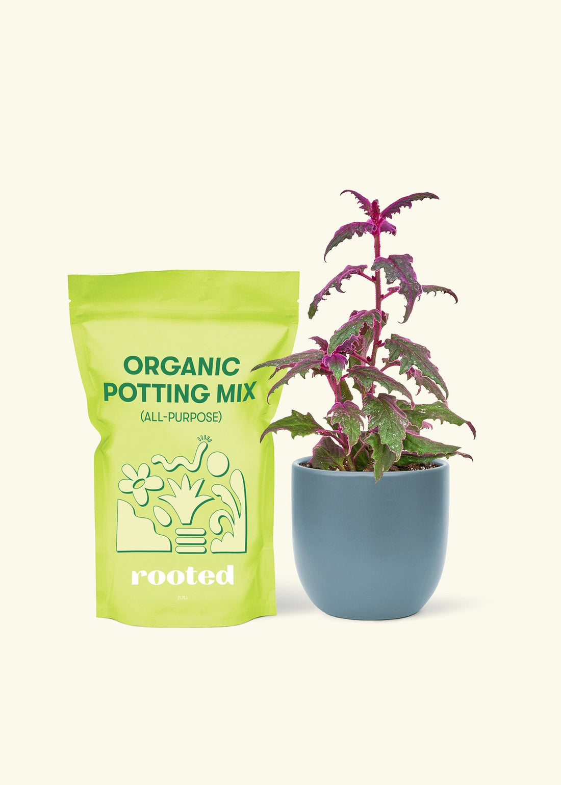 Small Purple Passion Plant (Gynura aurantiaca) in a indigo rounded pot and a bag of soil.