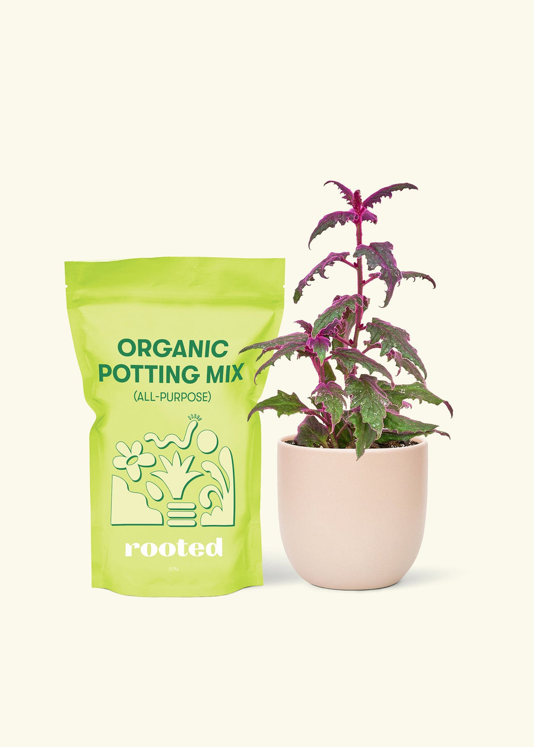 Small Purple Passion Plant (Gynura aurantiaca) in a pink rounded pot and a bag of soil.