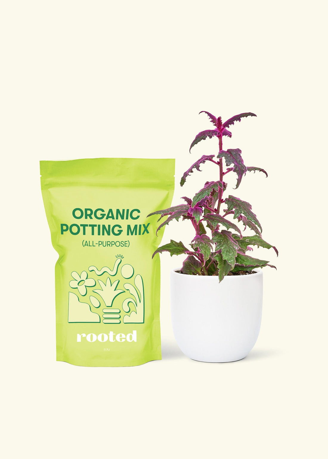 Small Purple Passion Plant (Gynura aurantiaca) in a white rounded pot and a bag of soil.
