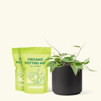 Medium Hoya 'Macrophylla' (Hoya 'Macrophylla') in a black cylinder pot and two bags of soil.