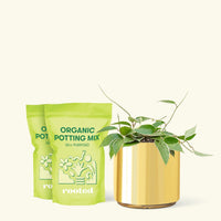 Medium Hoya 'Macrophylla' (Hoya 'Macrophylla') in a gold cylinder pot and two bags of soil.