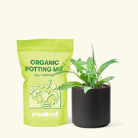 Small Hoya 'Silver Splash' (Hoya pubicalyx) in a black cylinder pot and a bag of soil.