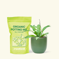 Small Hoya 'Silver Splash' (Hoya pubicalyx) in a green rounded pot and a bag of soil.