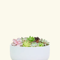 Succulents in Bowl Planter