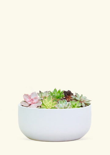 Succulents in Bowl Planter