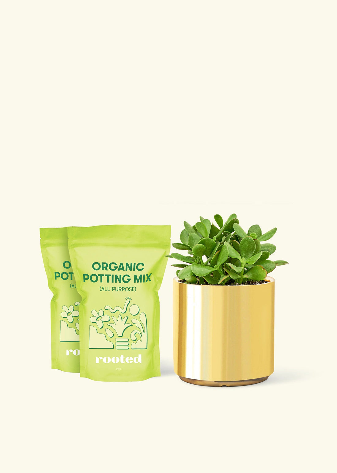 Medium Jade Plant (Crassula ovata) in grow pot. in a gold cylinder pot and two bag of soil.