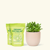 Medium Jade Plant (Crassula ovata) in grow pot. in a pink rounded pot and two bag of soil.