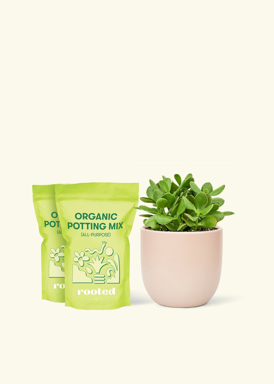 Medium Jade Plant (Crassula ovata) in grow pot. in a pink rounded pot and two bag of soil.