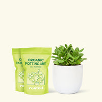 Medium Jade Plant (Crassula ovata) in grow pot. in a white rounded pot and two bag of soil.